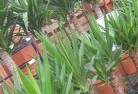 Jandabupplant-nursery-10.jpg; ?>